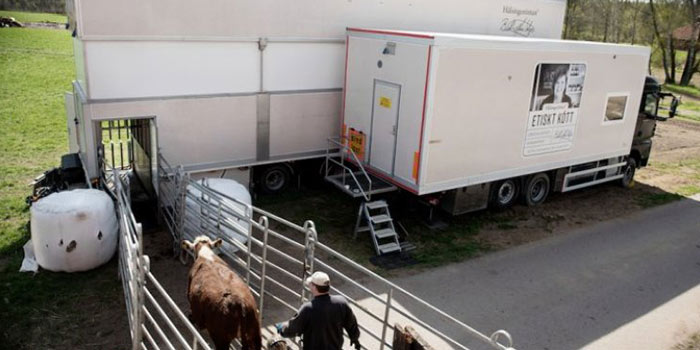 L'arrivée des vaches dans l'abattoir mobile